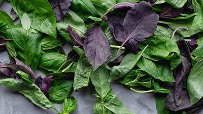 How to dry basil – and store this aromatic, versatile herb