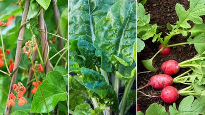 7 vegetables and herbs to plant in August for a quick harvest — and they're all easy to grow