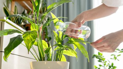 Just one of these NASA-approved plants will clean the air in your whole room — it's incredible