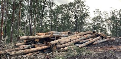 More than half of NSW’s forests and woodlands are gone as ongoing logging increases extinction risks, study shows