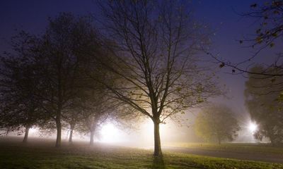 All-night streetlights make leaves inedible to insects, study finds