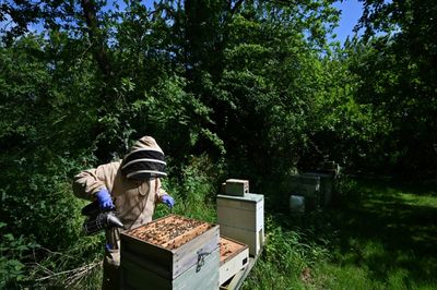 UK Beekeepers And Scientists Tackle Sticky Problem Of Honey Fraud