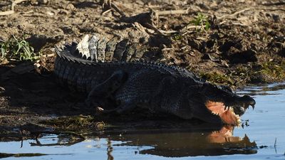 'Target' crocodile killed during search for missing man