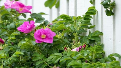 Intruder proof hedge plants – 10 plants to boost home security