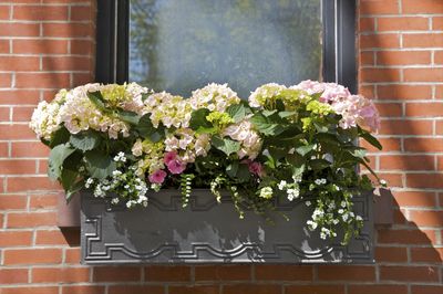 9 Fragrant Plants for Window Boxes That Look Great, and Will Make Your Front Yard Smell Amazing