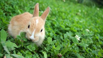 We found out what plants are poisonous to rabbits – need to know for rabbit owners