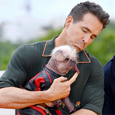 A Vet Practice Offered Ryan Reynolds Free Belly Rubs, and He's Threatening to "Redeem This Offer"