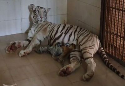 White tigress gives birth to 3 cubs, including 2 white cubs in MP's Gwalior zoo