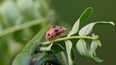 How to spot Mexican bean beetles and combat these destructive vegetable garden pests