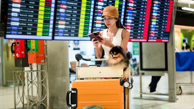 America introduces new border rules for dogs prompted by increase in fraud and forgery