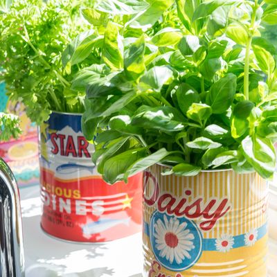 7 vegetables you can easily grow on a windowsill - how to create an indoor kitchen garden, no outdoor space needed