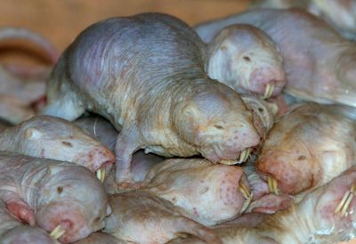 A naked mole rat: like termites, they have one almost endlessly pregnant queen