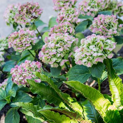 Why are my hydrangeas turning brown? It could be one of these 5 things, but this is how you can fix it