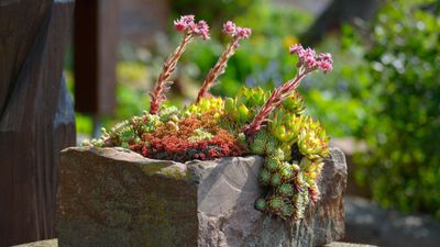 How to create a rock garden in a container – to display anywhere in your home or yard