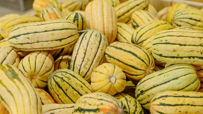 How to grow delicata squash – an expert guide to sowing seeds and caring for plants