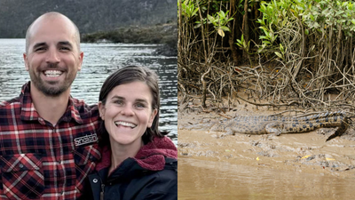 Human Remains Found In 4.9M Crocodile Believed To Be NSW Doctor Attacked On Weekend