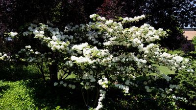 11 "Moon Garden Plants" That Will Make Your Backyard Look Amazing After Dark