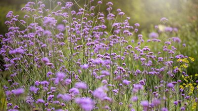 How to take verbena cuttings – professional advice for successful plant propagation