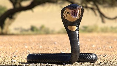 32 of the most venomous animals in the world