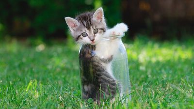 Texas police rescue Jar Jar, a cat with a jar stuck on his head