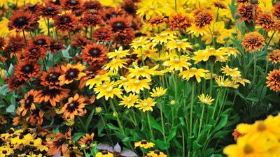 10 of the best perennials to plant in fall – for sensational summer flowers year-after-year