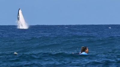 Olympic Surfing Surprisingly Interrupted by Whale Breaching Water