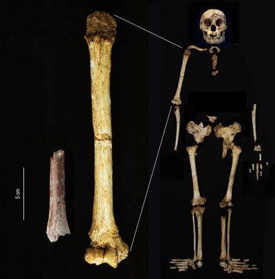 Tiny adult limb bone fossil sheds light on origin of ancient ‘Hobbit’ humans