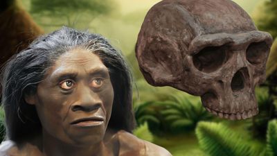 Homo floresiensis: facts about the 'hobbit'