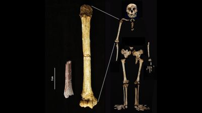 Archaic human 'hobbits' were even shorter than we thought, 700,000-year-old teeth and bone reveal