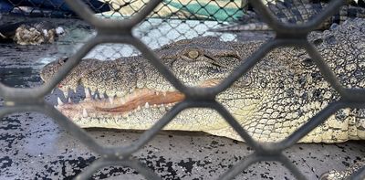 I’ve researched crocodile attacks for years. Videos of people feeding crocodiles at site of latest attack are deeply concerning