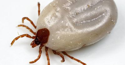 Tick population in Scotland could nearly double due to climate change, study finds