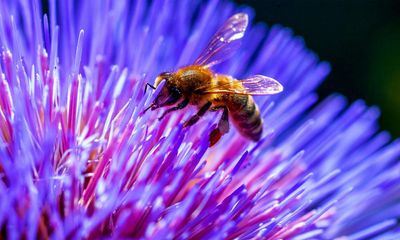 UK failing to monitor apparently falling wasp populations, expert warns