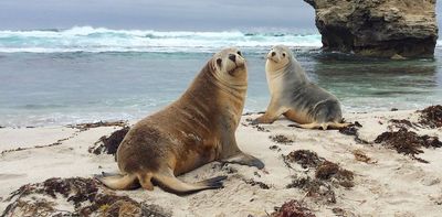 Sea lions wearing cameras and trackers map new habitats