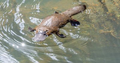 Can you help to spot a platypus during Platypus Month?