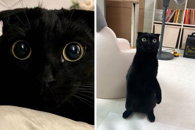This Black Cat Is So Adorable And Quirky He’s Taking Over Instagram (22 New Pics)