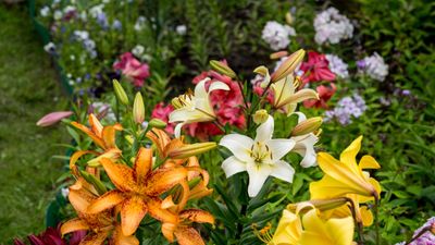 Fertilizing lilies is a vital summer task – to guarantee even more blooms next year