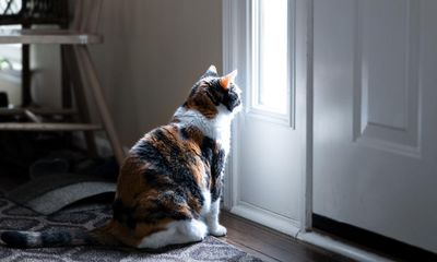 Cats appear to grieve death of fellow pets – even dogs, study finds