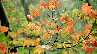 Farmers’ Almanac fall weather predictions – 5 ways to prepare your yard for a cold and wet season