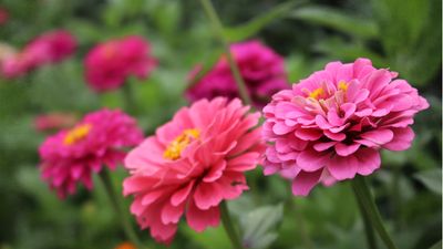 How to propagate zinnias from cuttings – 3 easy steps to grow even more bright blooms