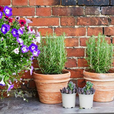 When to cut rosemary back – garden experts reveal the best time to prune this herb