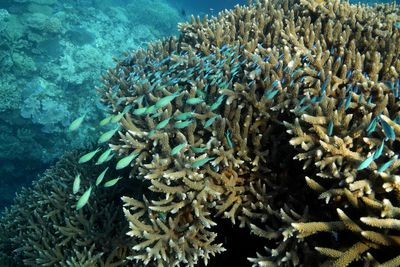 Great Barrier Reef waters were hottest in 400 years over the past decade, study finds