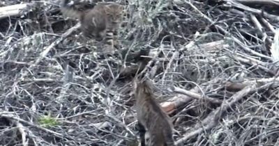 'Something special': Scottish wildcat captured with kitten in new footage