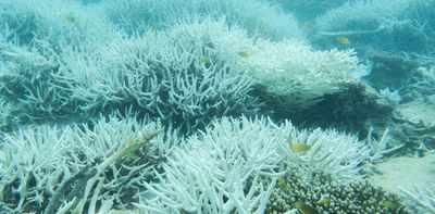 ‘Wake-up call to humanity’: research shows the Great Barrier Reef is the hottest it’s been in 400 years