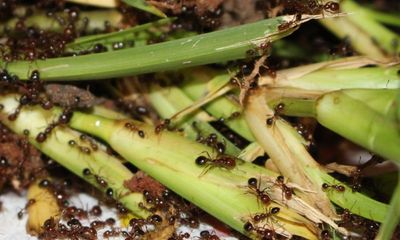 Queensland doubles fire ant eradication zone as residents recruited to stamp out infestation