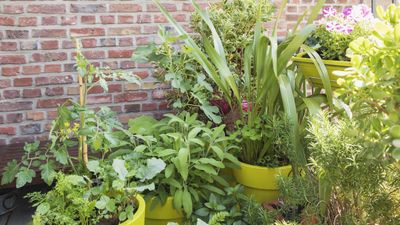 The best perennial vegetables to grow in pots for years of harvests in smaller spaces