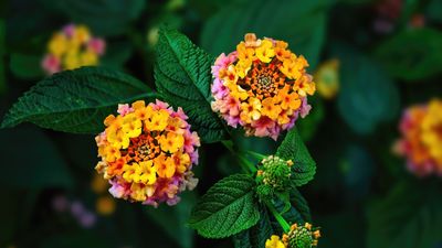 These Multi-hued Flowers Are Perfect Planted in Garden Borders — And Can Turn Your Backyard Into a Colorful Dream