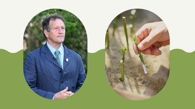 Monty Don explains why now is the time to take plant cuttings to ensure successful rooting