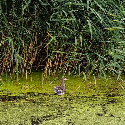 How to get rid of pond algae – and stop it coming back