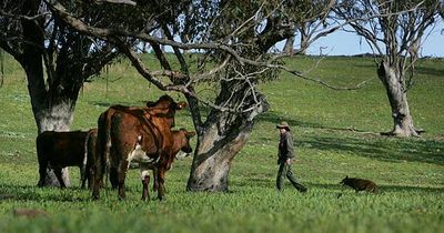 Upper Hunter Q fever: health and safety advisor seeks workers' compensation