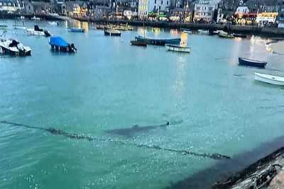 Children flee water screaming after 10ft shark swims into Cornwall harbour